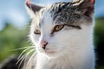 cat, kitten, animal, nature, pet, vet, fur